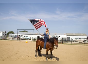 American Quarter Horse, Castrone, 9 Anni, 147 cm, Baio ciliegia