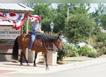 American Quarter Horse, Castrone, 9 Anni, 147 cm, Baio ciliegia