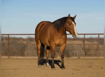 American Quarter Horse, Castrone, 9 Anni, 147 cm, Falbo