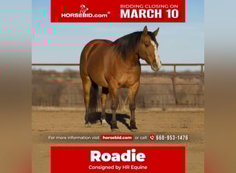 American Quarter Horse, Castrone, 9 Anni, 147 cm, Falbo