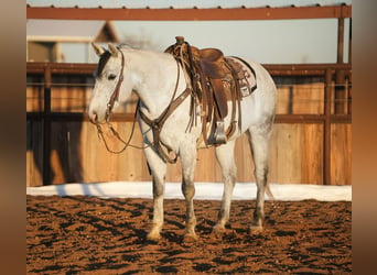 American Quarter Horse, Castrone, 9 Anni, 147 cm, Grigio