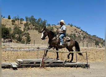 American Quarter Horse, Castrone, 9 Anni, 147 cm, Grullo