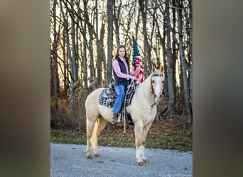 American Quarter Horse, Castrone, 9 Anni, 147 cm, Palomino