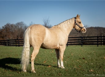 American Quarter Horse, Castrone, 9 Anni, 147 cm, Palomino