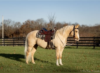 American Quarter Horse, Castrone, 9 Anni, 147 cm, Palomino