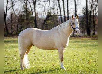 American Quarter Horse, Castrone, 9 Anni, 147 cm, Palomino