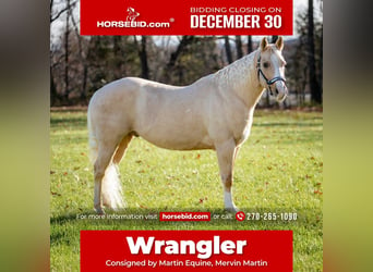 American Quarter Horse, Castrone, 9 Anni, 147 cm, Palomino