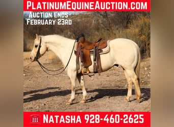 American Quarter Horse, Castrone, 9 Anni, 147 cm, Palomino