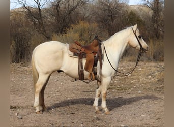 American Quarter Horse, Castrone, 9 Anni, 147 cm, Palomino