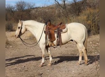 American Quarter Horse, Castrone, 9 Anni, 147 cm, Palomino