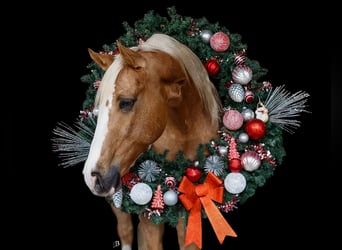 American Quarter Horse, Castrone, 9 Anni, 147 cm, Palomino