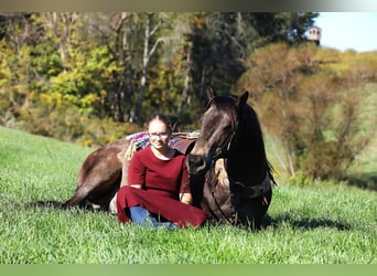 American Quarter Horse Mix, Castrone, 9 Anni, 147 cm, Pelle di daino