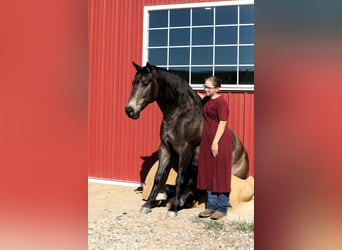 American Quarter Horse Mix, Castrone, 9 Anni, 147 cm, Pelle di daino