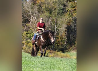 American Quarter Horse Mix, Castrone, 9 Anni, 147 cm, Pelle di daino