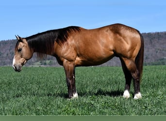 American Quarter Horse, Castrone, 9 Anni, 147 cm, Pelle di daino