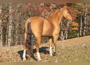 American Quarter Horse, Castrone, 9 Anni, 147 cm, Pelle di daino
