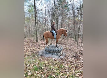American Quarter Horse, Castrone, 9 Anni, 147 cm, Pelle di daino