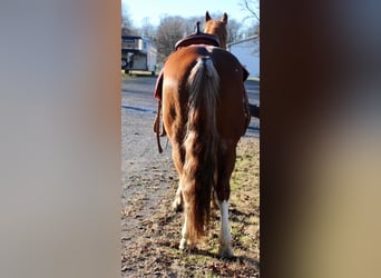 American Quarter Horse Mix, Castrone, 9 Anni, 147 cm, Rabicano