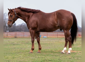 American Quarter Horse, Castrone, 9 Anni, 147 cm, Sauro ciliegia