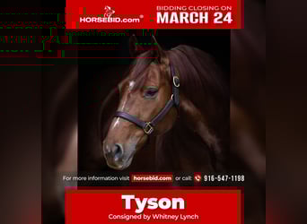 American Quarter Horse, Castrone, 9 Anni, 147 cm, Sauro ciliegia