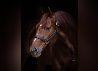 American Quarter Horse, Castrone, 9 Anni, 147 cm, Sauro ciliegia