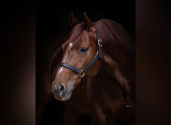 American Quarter Horse, Castrone, 9 Anni, 147 cm, Sauro ciliegia