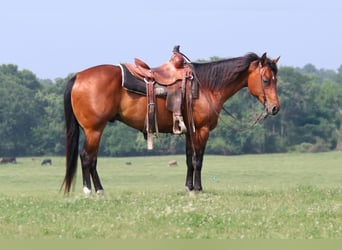 American Quarter Horse, Castrone, 9 Anni, 150 cm, Baio ciliegia