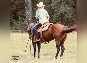 American Quarter Horse, Castrone, 9 Anni, 150 cm, Baio ciliegia