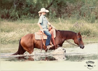 American Quarter Horse, Castrone, 9 Anni, 150 cm, Baio ciliegia