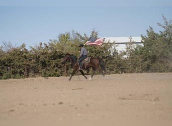 American Quarter Horse Mix, Castrone, 9 Anni, 150 cm, Baio ciliegia
