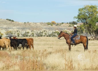American Quarter Horse, Castrone, 9 Anni, 150 cm, Baio ciliegia