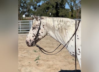 American Quarter Horse, Castrone, 9 Anni, 150 cm, Bianco