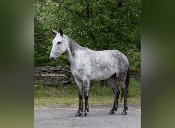 American Quarter Horse, Castrone, 9 Anni, 150 cm, Grigio pezzato