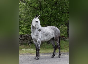American Quarter Horse, Castrone, 9 Anni, 150 cm, Grigio pezzato
