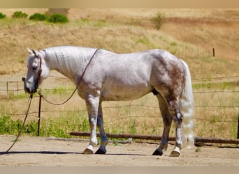 American Quarter Horse, Castrone, 9 Anni, 150 cm, Grigio