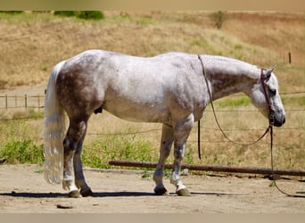 American Quarter Horse, Castrone, 9 Anni, 150 cm, Grigio