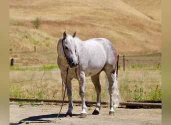 American Quarter Horse, Castrone, 9 Anni, 150 cm, Grigio