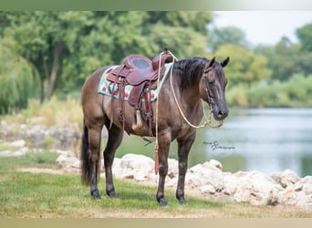American Quarter Horse, Castrone, 9 Anni, 150 cm, Grullo