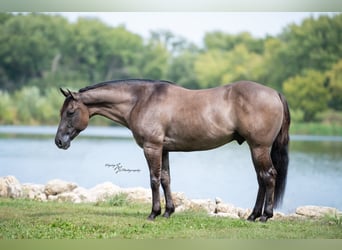 American Quarter Horse, Castrone, 9 Anni, 150 cm, Grullo