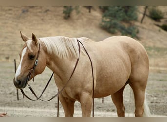 American Quarter Horse, Castrone, 9 Anni, 150 cm, Palomino