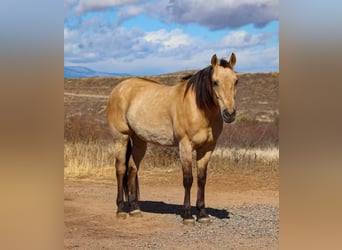 American Quarter Horse, Castrone, 9 Anni, 150 cm, Pelle di daino