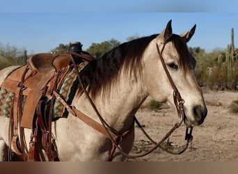 American Quarter Horse, Castrone, 9 Anni, 150 cm, Pelle di daino