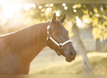 American Quarter Horse, Castrone, 9 Anni, 150 cm, Roano blu