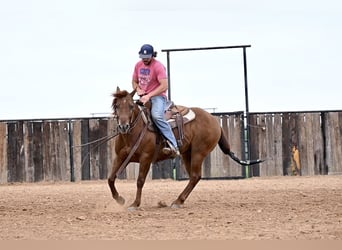American Quarter Horse, Castrone, 9 Anni, 150 cm, Sauro ciliegia