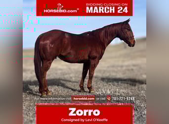 American Quarter Horse, Castrone, 9 Anni, 150 cm, Sauro ciliegia