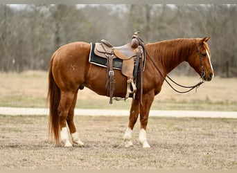 American Quarter Horse, Castrone, 9 Anni, 150 cm, Sauro ciliegia