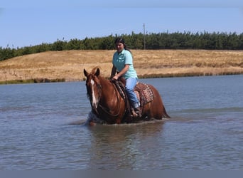 American Quarter Horse, Castrone, 9 Anni, 150 cm, Sauro ciliegia