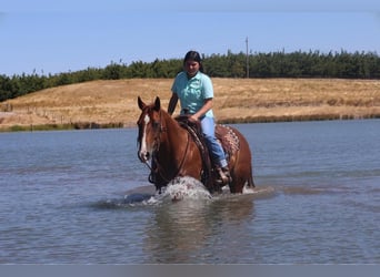 American Quarter Horse, Castrone, 9 Anni, 150 cm, Sauro ciliegia