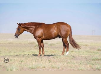 American Quarter Horse, Castrone, 9 Anni, 150 cm, Sauro ciliegia