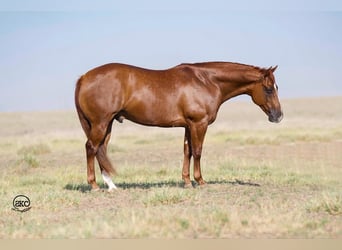 American Quarter Horse, Castrone, 9 Anni, 150 cm, Sauro ciliegia